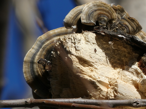 Turkey-Tail - Photo (c) mediambient_ajelprat, some rights reserved (CC BY-NC)