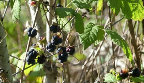 European Dewberry - Photo (c) mediambient_ajelprat, some rights reserved (CC BY-NC)