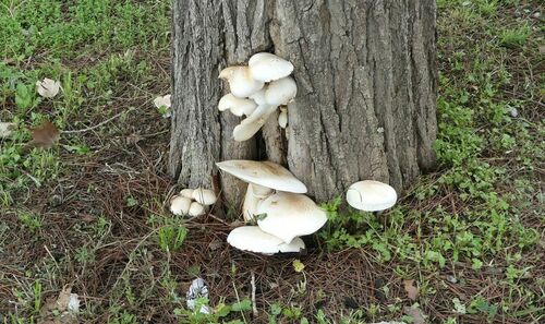 Poplar Fieldcap - Photo (c) mediambient_ajelprat, some rights reserved (CC BY-NC)