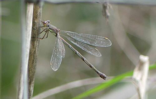 Lestes - Photo (c) mediambient_ajelprat, some rights reserved (CC BY-NC)
