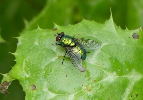 Caesar Greenbottle Fly - Photo (c) mediambient_ajelprat, some rights reserved (CC BY-NC)