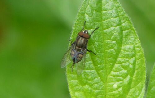 Common House Fly - Photo (c) mediambient_ajelprat, some rights reserved (CC BY-NC)