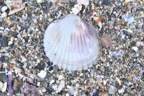 Common Cockle - Photo (c) xavi salvador costa, some rights reserved (CC BY-NC)