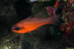 Mediterranean Cardinalfish - Photo (c) Miquel Pontes, some rights reserved (CC BY-NC-SA), uploaded by Miquel Pontes