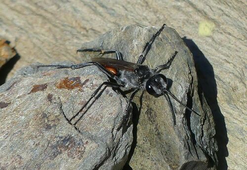 Ammophila - Photo (c) mediambient_ajelprat, some rights reserved (CC BY-NC)