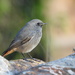 Black Redstart - Photo (c) Vicenç Roig Vidal, some rights reserved (CC BY-NC), uploaded by Vicenç Roig Vidal