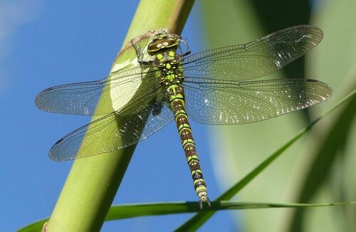 Southern Hawker - Photo (c) mediambient_ajelprat, some rights reserved (CC BY-NC)
