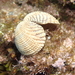 Warty Venus Clam - Photo (c) manelsalvador, some rights reserved (CC BY-NC)