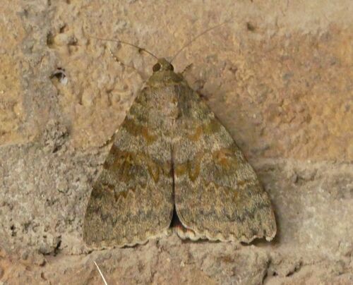 French Red Underwing - Photo (c) mediambient_ajelprat, some rights reserved (CC BY-NC)