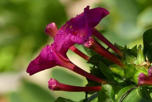 Mirabilis jalapa - Photo (c) mediambient_ajelprat, some rights reserved (CC BY-NC)