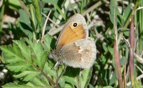 Small Heath - Photo (c) mediambient_ajelprat, some rights reserved (CC BY-NC)