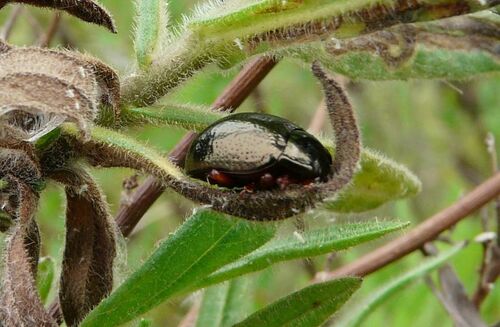Chrysolina - Photo (c) mediambient_ajelprat, some rights reserved (CC BY-NC)