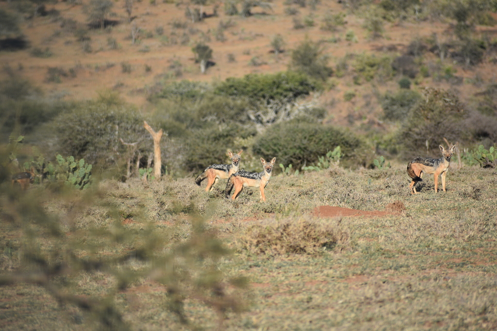 African Jackals - Photo (c) Max Zuna-Kratky Torres, some rights reserved (CC BY-NC), uploaded by Max Zuna-Kratky Torres