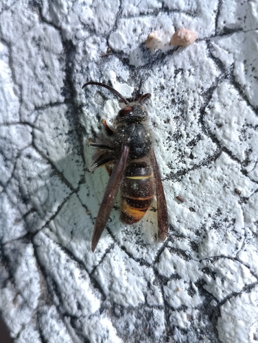 Subspecies Vespa velutina nigrithorax · MINKA