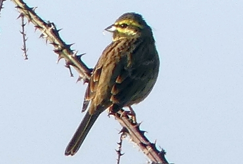 Emberiza cirlus - Photo (c) mediambient_ajelprat, some rights reserved (CC BY-NC)