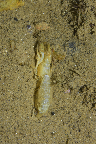 Callianassoidea - Photo (c) oriol_d, all rights reserved