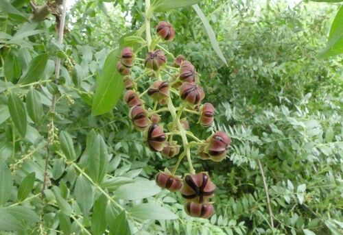 Ink Plant - Photo (c) mediambient_ajelprat, some rights reserved (CC BY-NC)