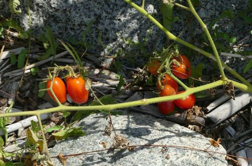 Tomato - Photo (c) mediambient_ajelprat, some rights reserved (CC BY-NC)