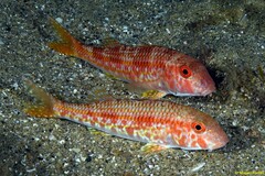 Striped Red Mullet - Photo (c) Miquel Pontes, some rights reserved (CC BY-NC-SA), uploaded by Miquel Pontes