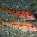 Striped Red Mullet - Photo (c) Miquel Pontes, some rights reserved (CC BY-NC-SA), uploaded by Miquel Pontes