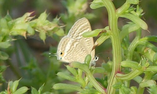 Pea Blue - Photo (c) mediambient_ajelprat, some rights reserved (CC BY-NC)