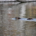 Coypu - Photo (c) Max Zuna-Kratky Torres, some rights reserved (CC BY-NC), uploaded by Max Zuna-Kratky Torres