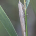 Common Cylindric Grasshopper - Photo (c) piripip, some rights reserved (CC BY-NC), uploaded by piripip