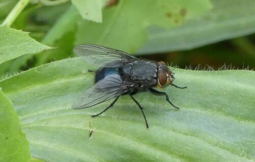 Bluebottle Flies - Photo (c) mediambient_ajelprat, some rights reserved (CC BY-NC)