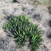Aloe Yucca - Photo (c) AMB Platges, some rights reserved (CC BY), uploaded by AMB Platges