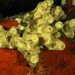 Yellow Cave Sponge - Photo (c) Miquel Pontes, some rights reserved (CC BY-NC-SA), uploaded by Miquel Pontes