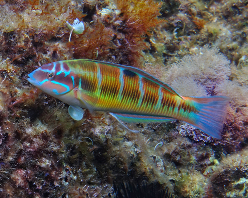 Ornate Wrasse - Photo (c) oriol_d, all rights reserved