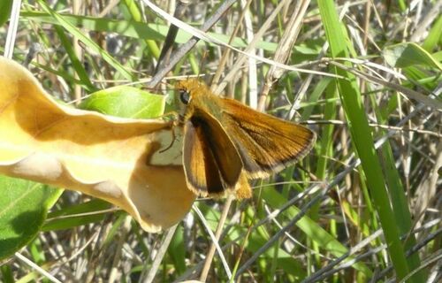 Lulworth Skipper - Photo (c) mediambient_ajelprat, some rights reserved (CC BY-NC)