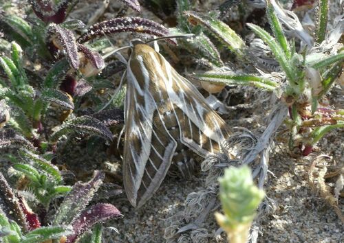 Striped Hawkmoth - Photo (c) mediambient_ajelprat, some rights reserved (CC BY-NC)