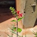 Blood Sage - Photo (c) M. Besoa R. Ranjavao, some rights reserved (CC BY), uploaded by M. Besoa R. Ranjavao