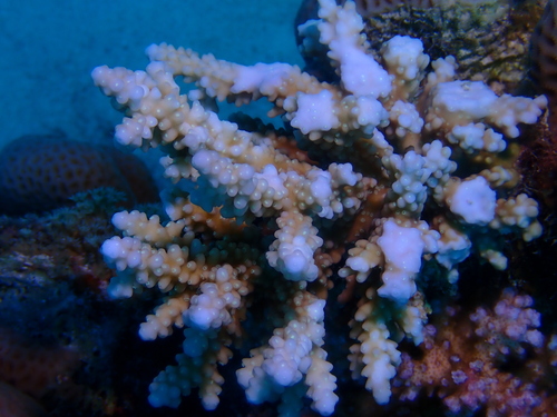 Acropora hemprichii · MINKA