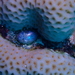 Sailor's Eye - Photo (c) Berta Companys, some rights reserved (CC BY-NC), uploaded by Berta Companys