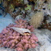 Cauliflower Coral - Photo (c) Edu Alcaniz, some rights reserved (CC BY-NC-SA), uploaded by Edu Alcaniz