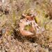 Anapagurus hyndmanni - Photo (c) xavi salvador costa, some rights reserved (CC BY-NC), uploaded by xavi salvador costa