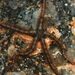 Brittle Stars - Photo (c) xavi salvador costa, some rights reserved (CC BY-NC), uploaded by xavi salvador costa