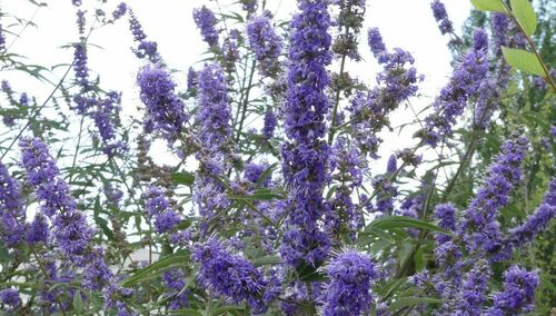 Lilac Chaste Tree - Photo (c) mediambient_ajelprat, some rights reserved (CC BY-NC)