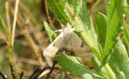 The Bordered Straw - Photo (c) mediambient_ajelprat, some rights reserved (CC BY-NC)