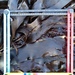 Dulse - Photo (c) Cátia Monteiro, some rights reserved (CC BY-NC), uploaded by Cátia Monteiro