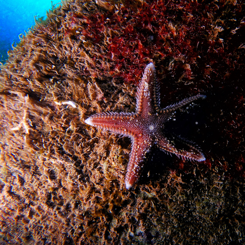 Astropecten - Photo (c) oriol_d, all rights reserved