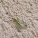 Chrysoperla carnea - Photo (c) piripip, some rights reserved (CC BY-NC), uploaded by piripip