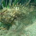 Black Scorpionfish - Photo (c) virginia_canet, some rights reserved (CC BY-NC)