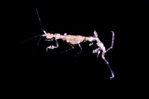 Phtisica marina - Photo (c) xavi salvador costa, some rights reserved (CC BY-NC)