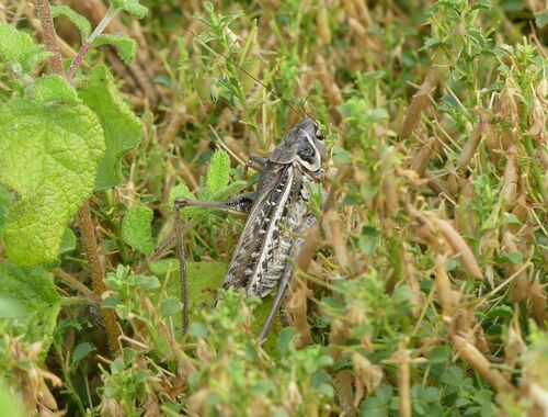 White-faced Bush-Cricket - Photo (c) mediambient_ajelprat, some rights reserved (CC BY-NC)