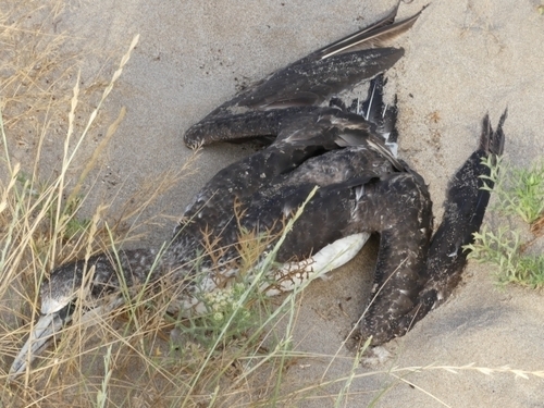 Northern Gannet - Photo (c) mediambient_ajelprat, some rights reserved (CC BY-NC)