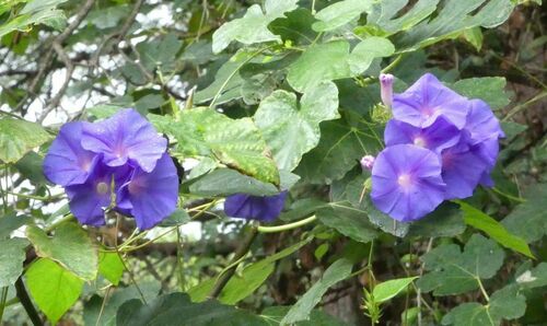 Oceanblue Morning Glory - Photo (c) mediambient_ajelprat, some rights reserved (CC BY-NC)