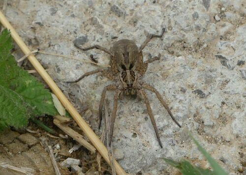 Lycosa - Photo (c) mediambient_ajelprat, some rights reserved (CC BY-NC)